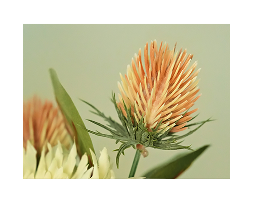 Fermentoil Safflower seed