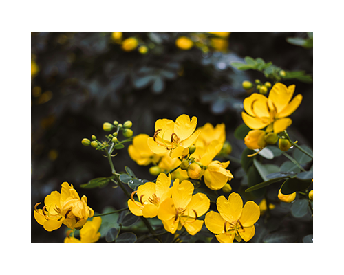 Fermentoil Evening primrose