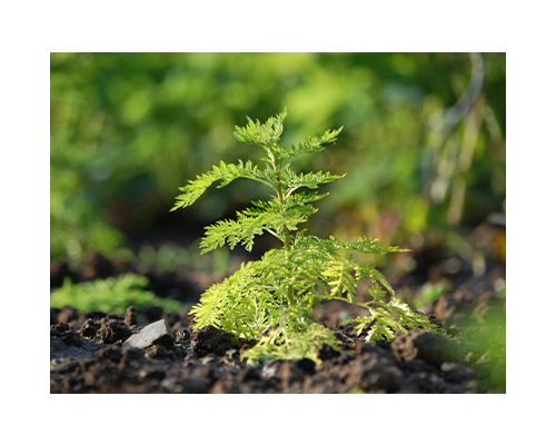 Fermentoil Artemisia