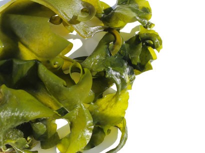 후코이단 엑소좀