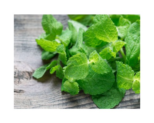 Apple Mint Exosome