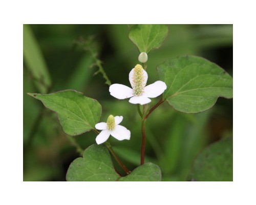 Heartleaf Exosome