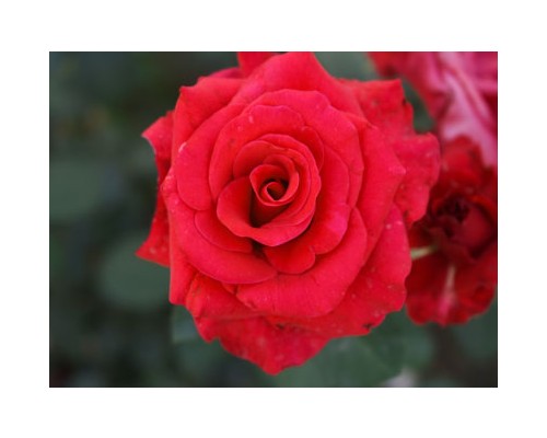 Rose Petal Exosome